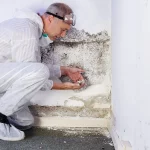 Experte untersucht schweren Schimmelbefall an feuchter Wand